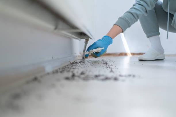 Best Wasp Removal Services  in Cambridge, MA